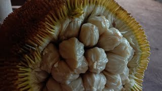 kapipitas lang marang ang tamis at fresh na gulay sa garden..opheliariveravlog