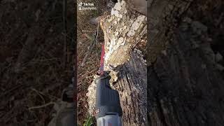 Cutting tree with out chainsaw. Sawzall only. Milwaukee carbide blade