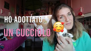 Ho adottato un CUCCIOLO! 🐈