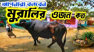 খামারের সব মহিষের স্কেলে লাইভ ওয়েট মাপলাম || আমার বড় মুররা মহিষের ওজন কত || Purbasha Agro