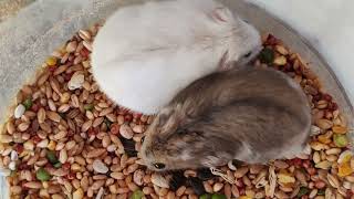 Winter White Hamsters are so adorable #hamster