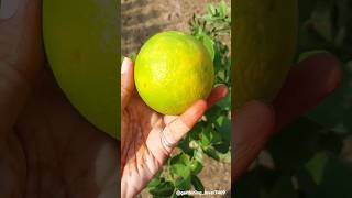 fruits harvesting 🍋‍🟩🍎🥝🍑 #rural #farming #fruitharvest #fruitcutting#garden @gardening_lover7469