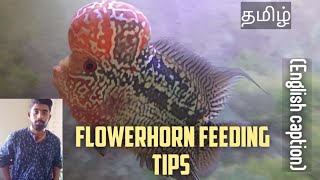 Flowerhorn fish Feeding tips Tamil | Guide for an beginneer | Aquapets & farm