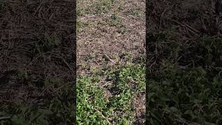 Meant To Do That: Spilled Soybeans Turn into Unexpected Cover Crops!