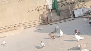 Our Pigeons