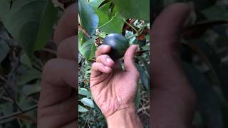 ini buah apaan si ? #shortvideo #ntt #flores #buahbuahan #bajawa