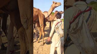 حياة الجمل في صحراء ثار#camel