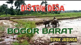 Rural Indonesia - Suasana pedesaan Bogor Barat - bajak sawah dengan kerbau desa Sipak Jasinga Bogor