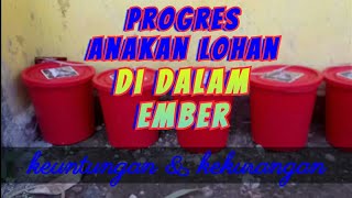 Tempat progres anakan ikan lohan di dalam ember