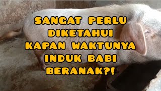 Kapan Induk Babi Beranak?