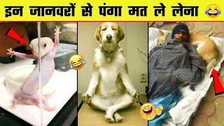 🤣🤣  इन जानवरों के कारनामे देख हंसी नहीं रुकेगी | Animal funniest moment caught on camera