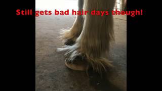 IS YOUR HORSE SUFFERING FROM LAMINITIS?