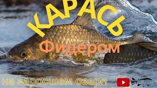 Дерзкие караси на домашнем пруду