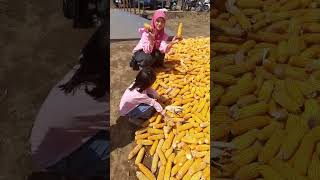 Banyak Kali Jagungnya Gaes #viralvideo #trending