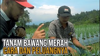 Kebun Bawang Merah 25 HST, Berapa Modalnya?