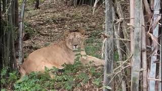 LIONESS IN BANNERGHATTA NATIONAL PARK JEEP SAFARI.