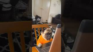 Tech-Savvy Pup Takes Over the Computer!  #DogOnComputer #TechSavvyPup #ViralDog #FunnyPets