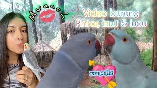 kumpulan video burung lucu yg pintar bicara & terlatih