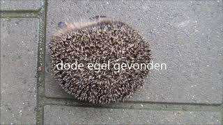 dode egel gevonden