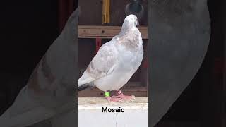 racing pigeon #pigeons #racing pigeons