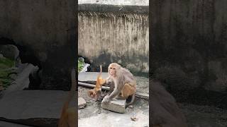 Baby monkey 🐒 playing with his mother #youtubeshorts #monkey #monkeyvideo #monkeyplay