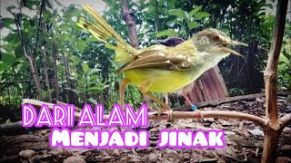 ciblek tanpa sangkar super gacooorr full jinak