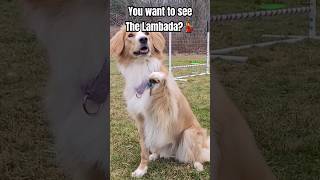 Do you want to see The LAMBADA? #floof #dogsofyoutube #happydog #collie #lambada #funnydogs