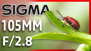 Macro tips with SIGMA 105mm f2.8 Art