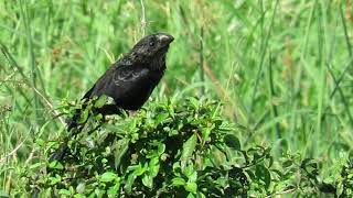 Smooth-billed Ani