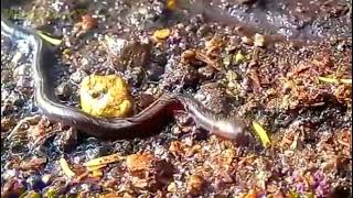 the dwarf snake just like a giant yellow dot sound carlae blind tilcuate to do tepelcua 2019 how bbc