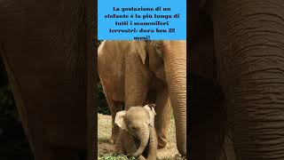 Quanto tempo ci mette un cucciolo di elefante a nascere #shorts #curiosità #elephant #cute