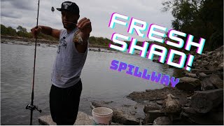 Using FRESH cut SHAD for catfish (3FT Fish)