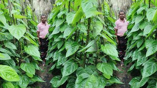 বাংলাদেশ জনপ্রিয় উচ্চ ফলনশীল পানের জাত। হাইব্রিড পান চাষে কৃষকের বাজিমাত। 