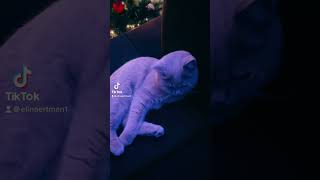 Любимый кот Гучи #tiktok #instagram #love #fun #русскиевгермании #ржака