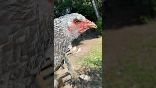 Plumage poule PBAMER perdrix bleu argenté maillé à épaules rouge ou BSO blue orange silver