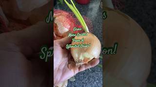 Grow More Onions From A Sprouted Onion!