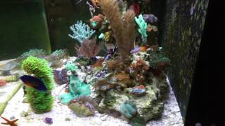 Rosco's reef 500 sub contest entry