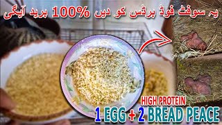 یہ سوفٹ فوڈ برڈس کو دیں %100 برید آیگی | HIGH PROTEIN EGG FOOD FOR BIRDS | AA BIRDS INFORMATION