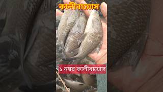 কালীবায়োস মাছের পোনা | kalibayos mach chas#shorts