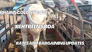 cow mandi updates/bhains colony mandi today updates @mandivlogswithejaz4258