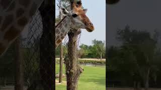 Giraffe |River Safari #youtubeshorts #youtube #ytshorts #shorts #short | #animals #viral #viralvideo