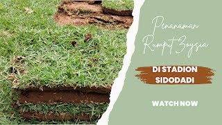 Harga Jual Rumput Lapangan Bola Terbaru