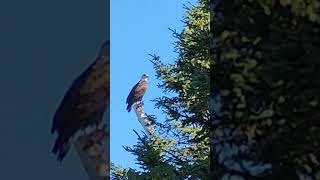 Sneaking Up on a Bald Eagle