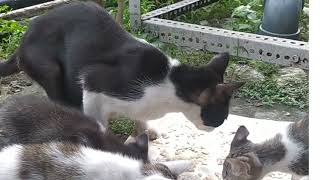 Kucing 🐱 , kucil makan bersama satu lapak ber Enam