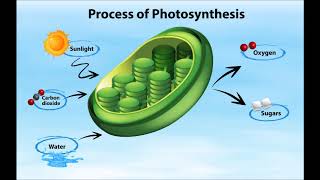 Welcome to my channel, Experiments in artificial photosynthesis.