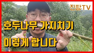 호두나무 가지치는 방법과 이유(수형관리와 정지전정, 호두나무 가위질하기, 호두나무 재배)