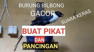 BURUNG BILBONG GACOR