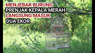 Langsung Dapat! Sangat Mudah Menangkap Burung Prenjak Kepala Merah!