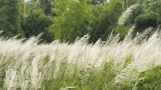 গাজীপুরের কোনাবাড়ীতে মুগ্ধতা ছড়াচ্ছে শরতের কাশফুল | গাজীপুর কাশফুল কোথায় | Gazipur vlogs | News