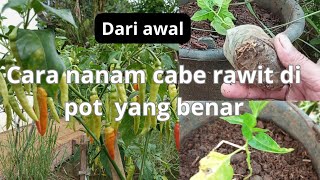 cara benar menanam cabe rawit di pot dari awal